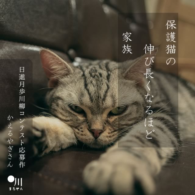 2024年8月7日の一句