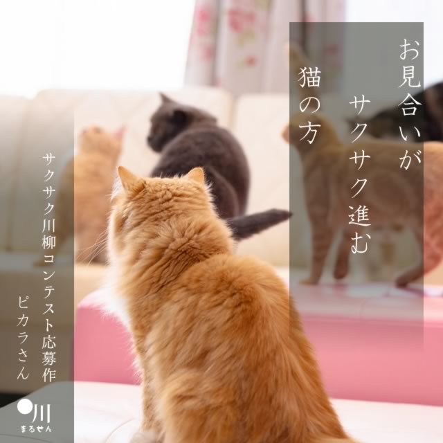 2024年11月17日の一句