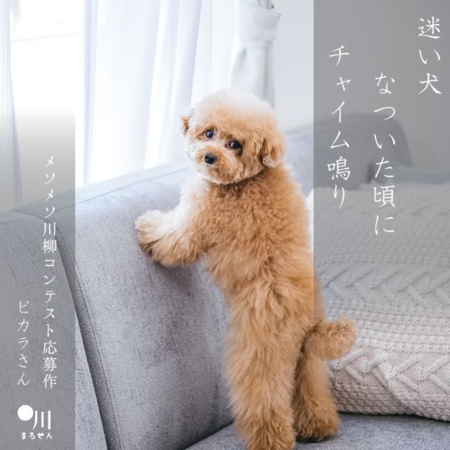 2024年12月1日の一句