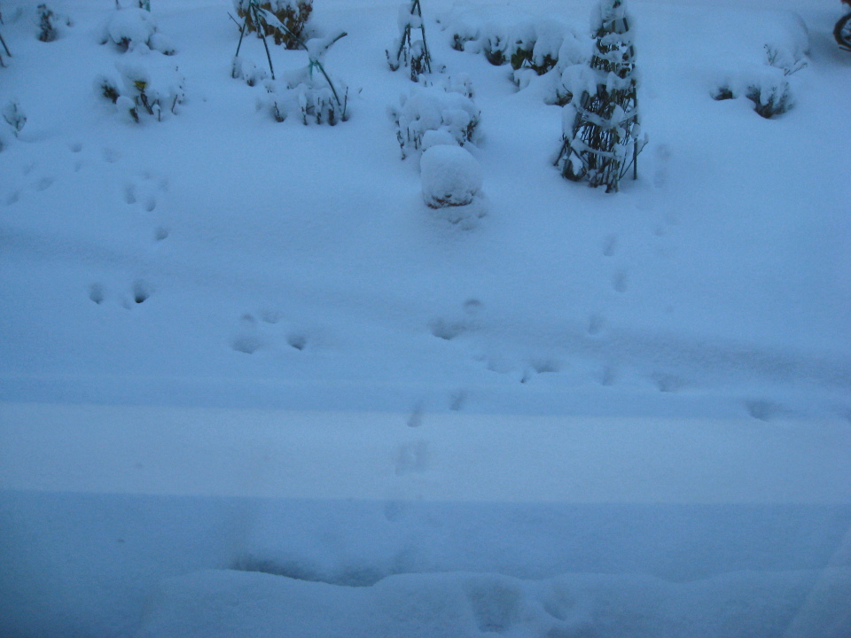 新雪で猫の足跡窓辺から