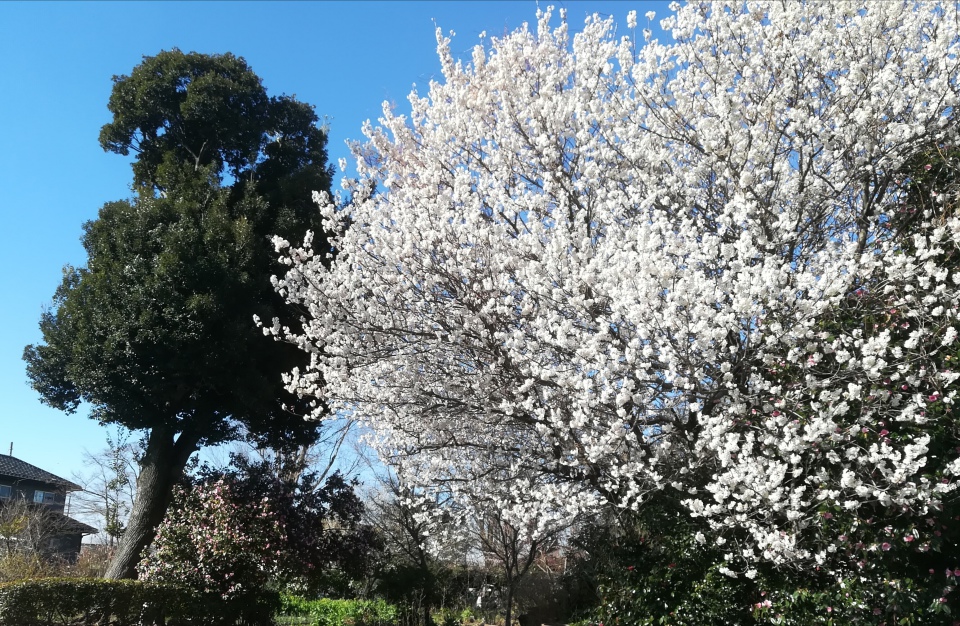桜咲き木々と語らう春爛漫