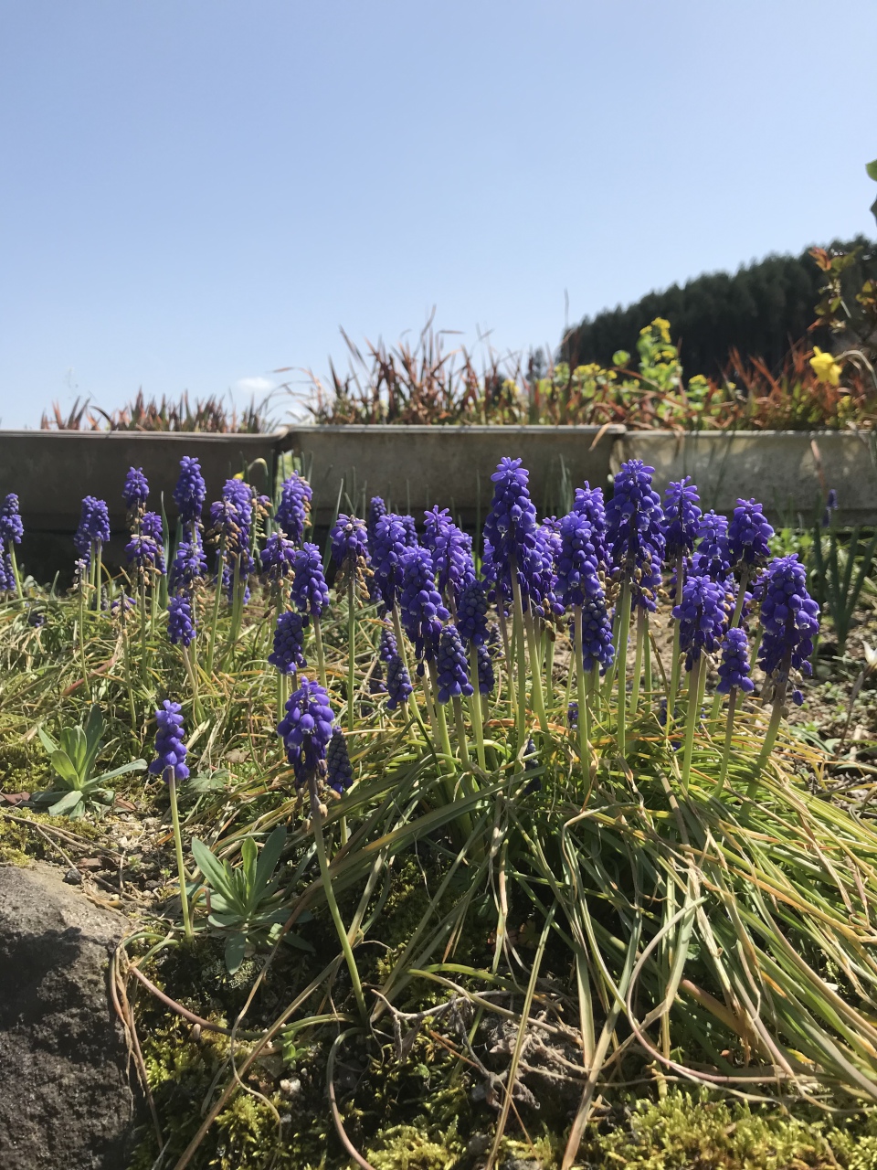 青空の キャンパス彩る 春の花
