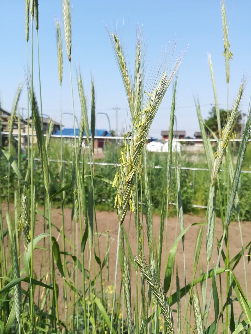 ライ麦の花がサワサワ初夏の風
