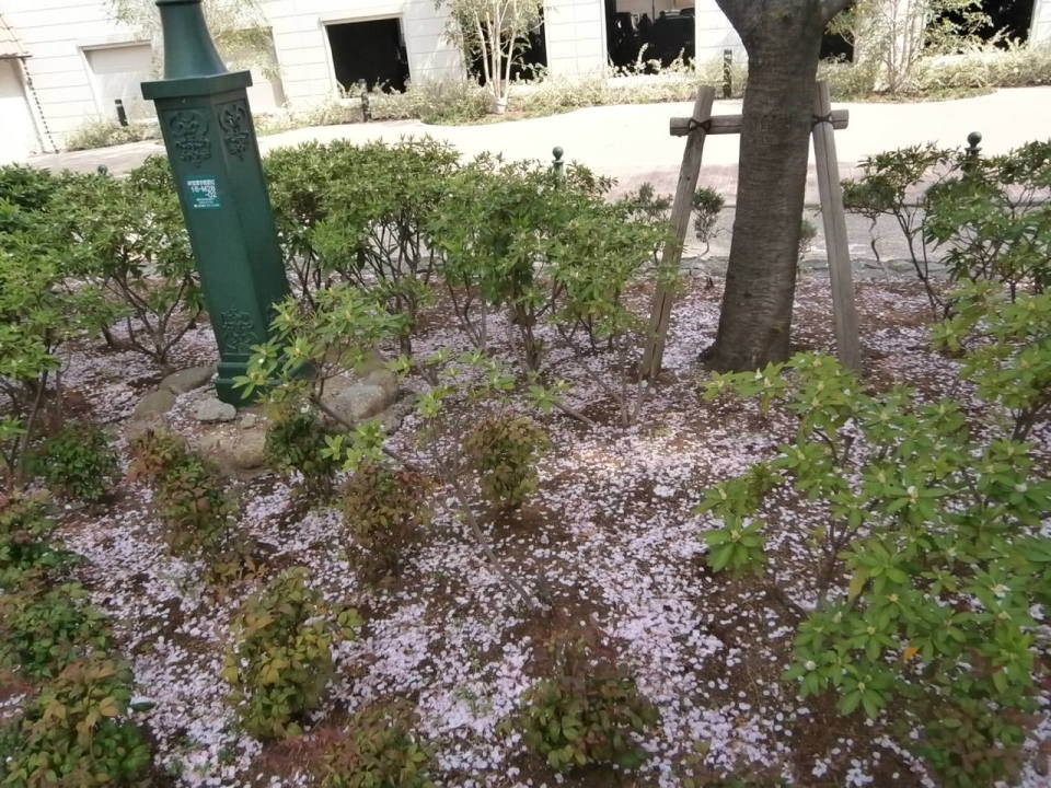 散る桜道に張り付く螺鈿苔