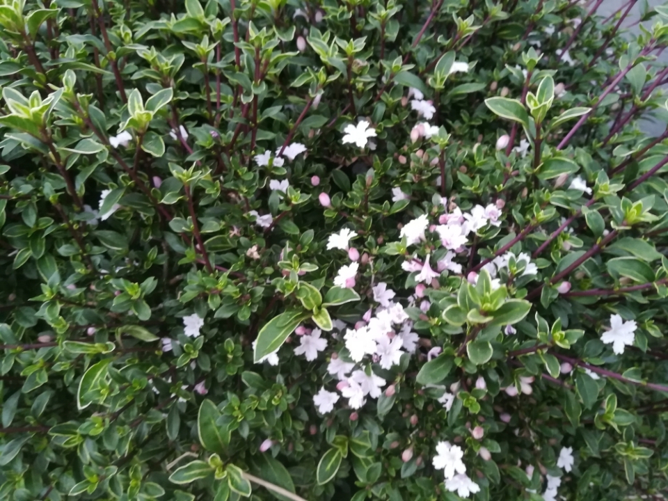 生垣の花咲き気づく白丁花