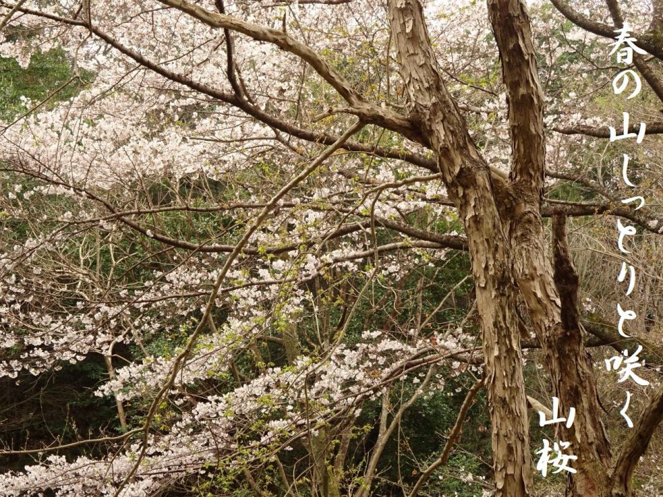 春の山しっとりと咲く山桜