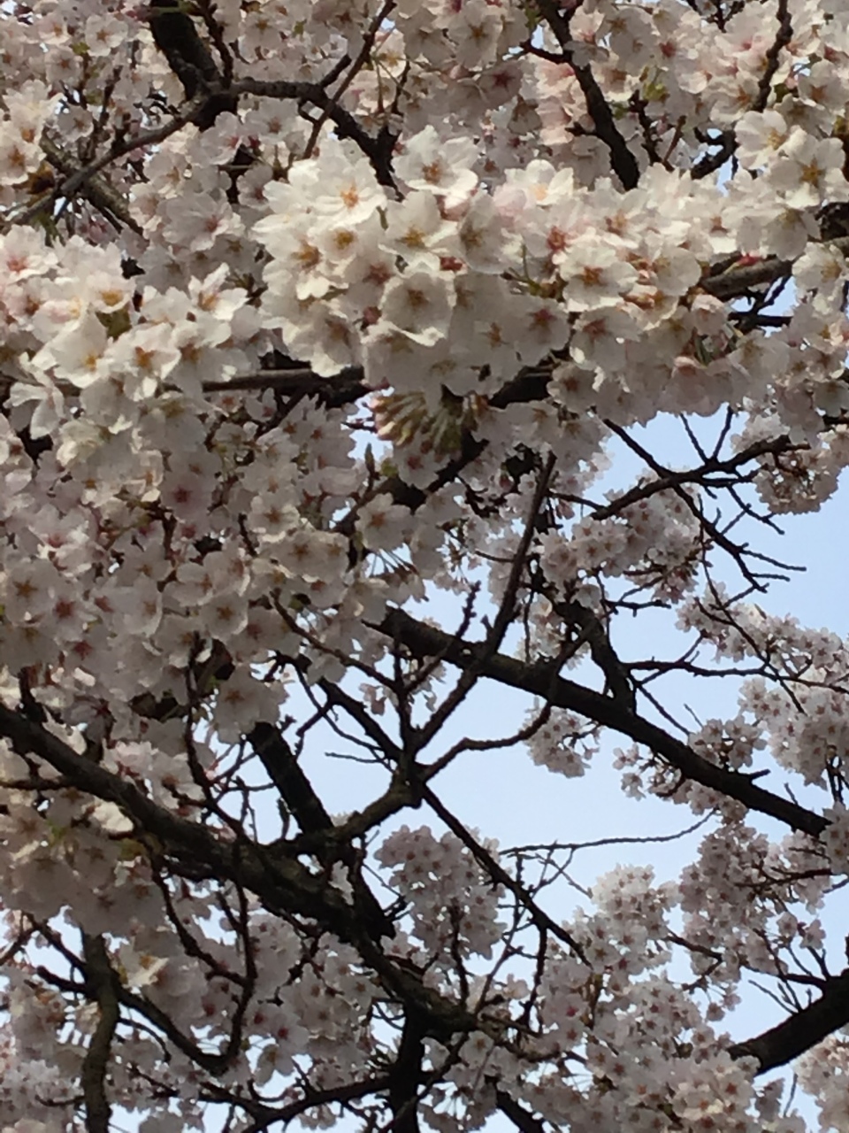 俯いた　心見透かし　咲く桜