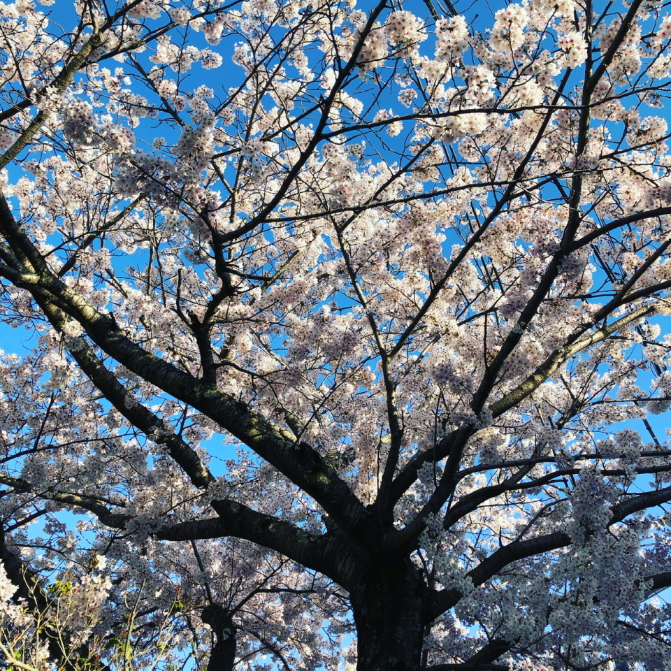 散る前に 願う桜の ランドセル