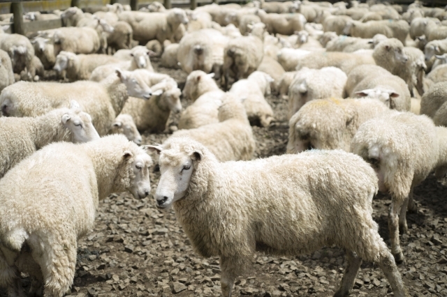 眠れずに数えた羊、五万匹