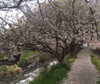 雨後退院　桜のパズル　染める道