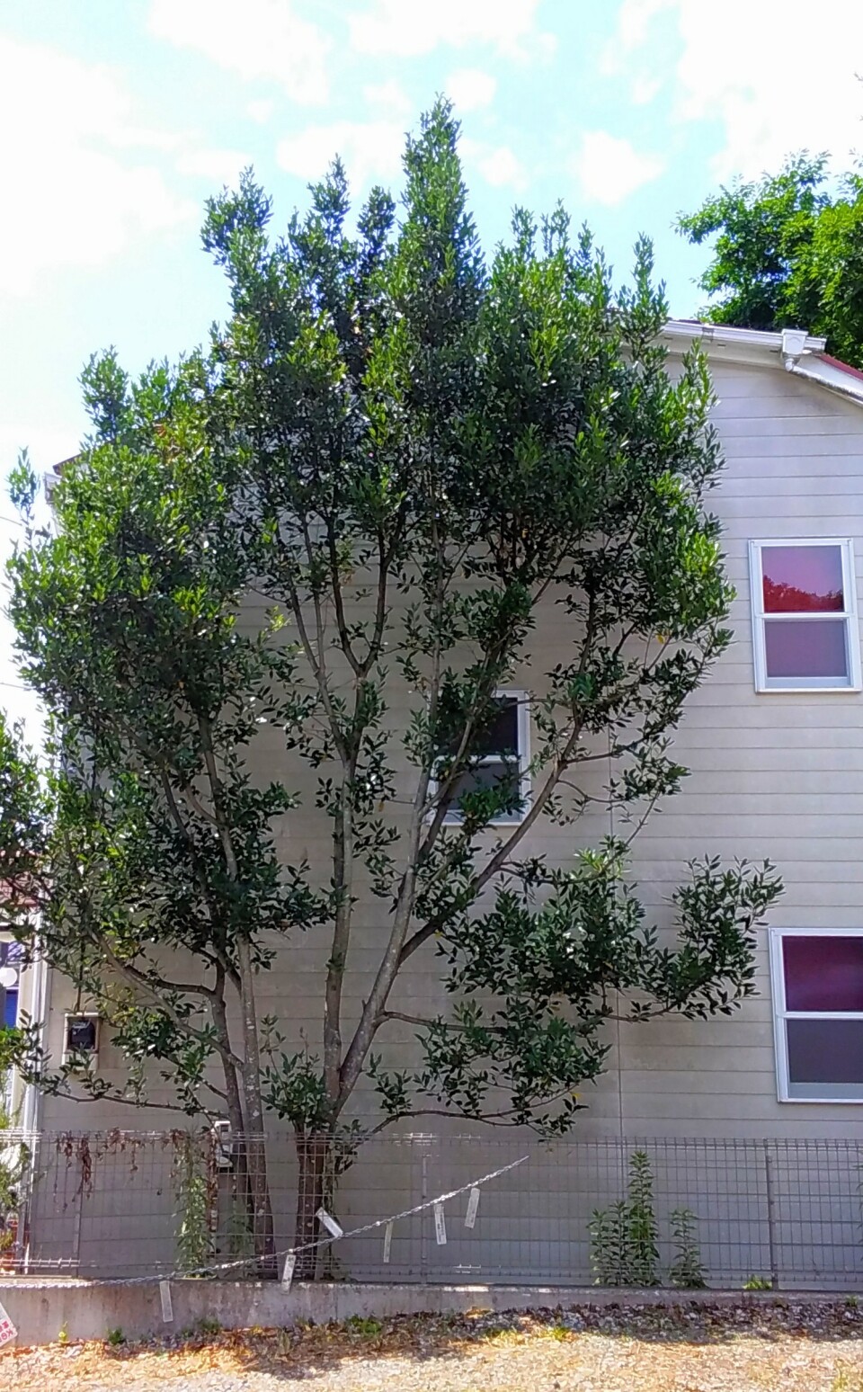 屋根越えた　我が家も同じ月桂樹