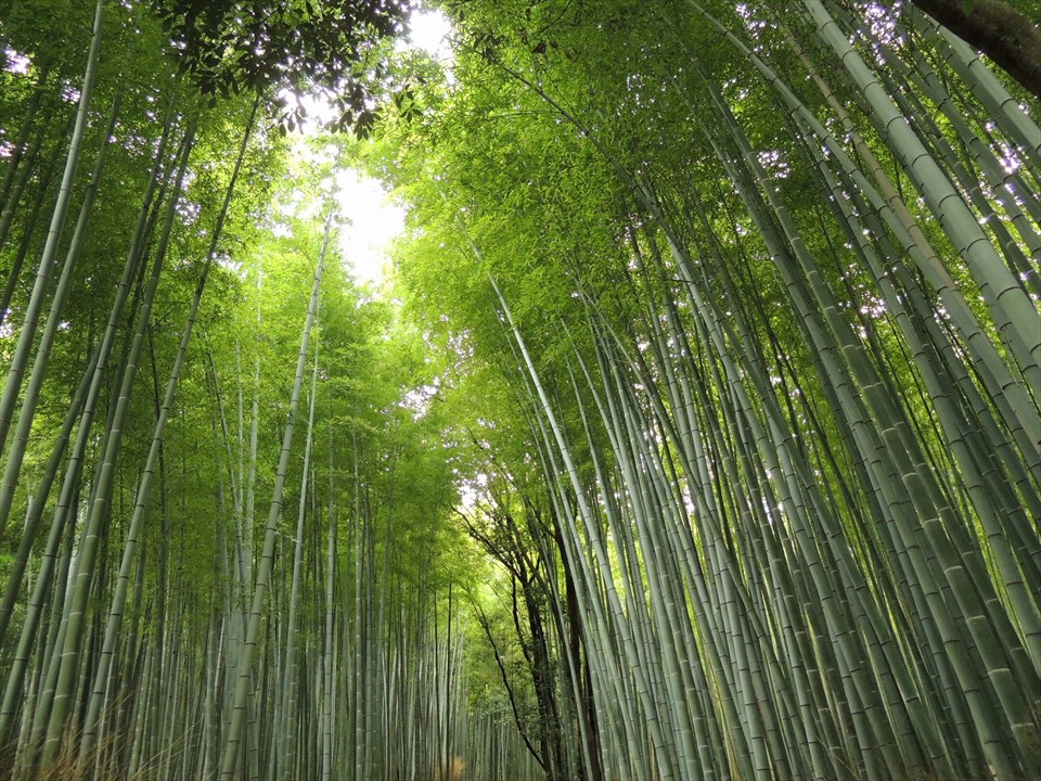 竹林で心身浄化　深呼吸