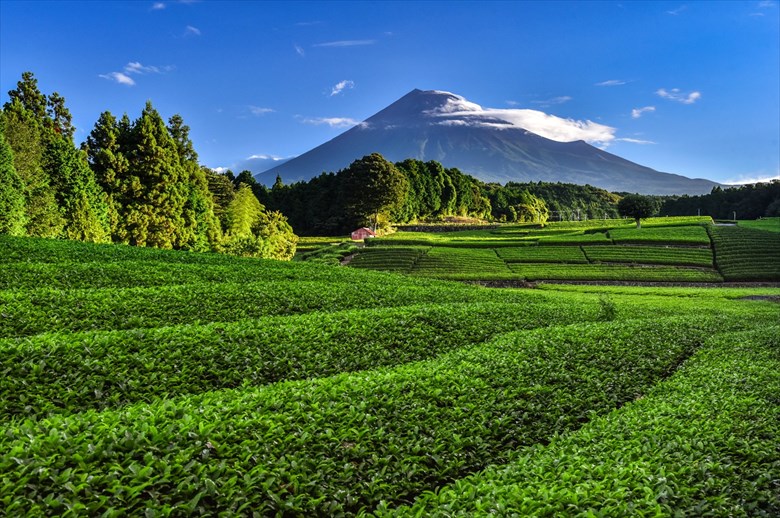 富士山の　鼻孔をくすぐる　茶の香り
