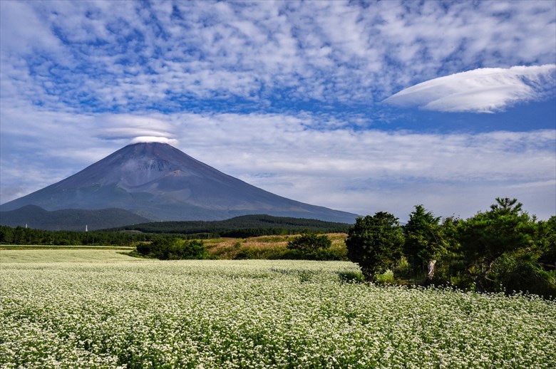 北斎の　夢にも出てくる　富士の山